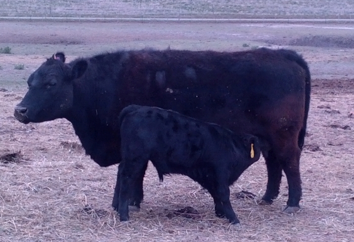 Miracle with her bull calf, Dust, on April 24, 2014. Dust was 5 weeks 5 days old in the picture. 