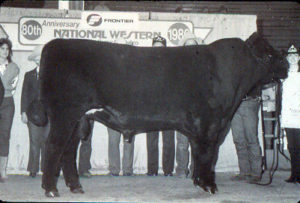 Bull from the 1980 National Western Stock Show.