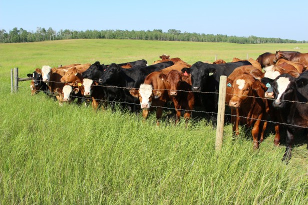 A random picture of heifers snagged off Google. What if 20% of these heifers wouldn't breed?