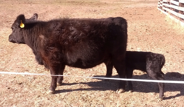 lily with calf