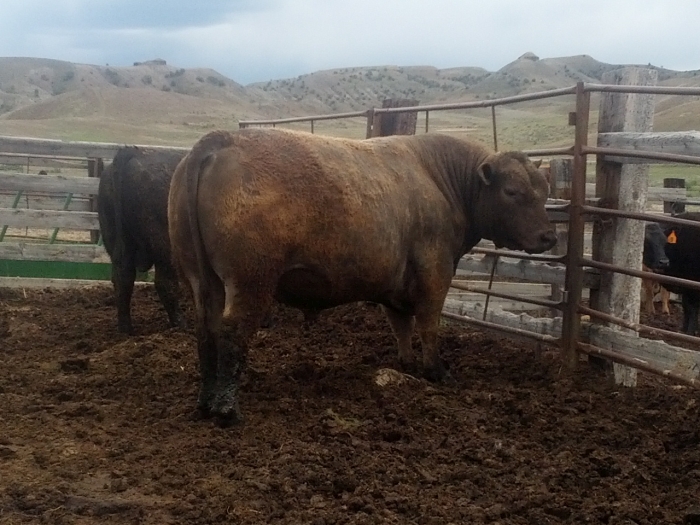 Rainmaker 1 month shy of 3 years old. 1,445 pound mature weight.